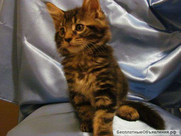 Котята Мейн Кун