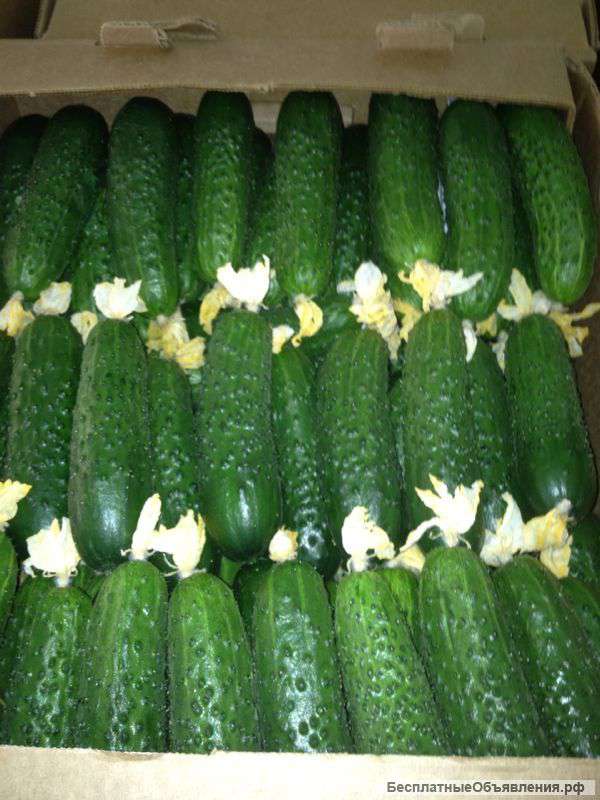 Фрукты и овощи