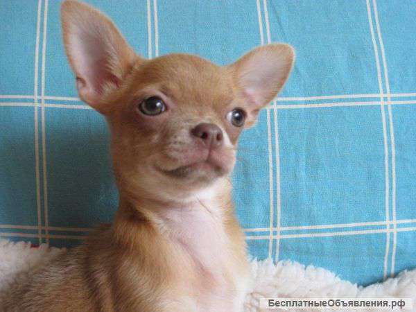 Чихуахуа мальчики и девочки большой выбор