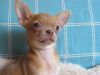 Чихуахуа мальчики и девочки большой выбор