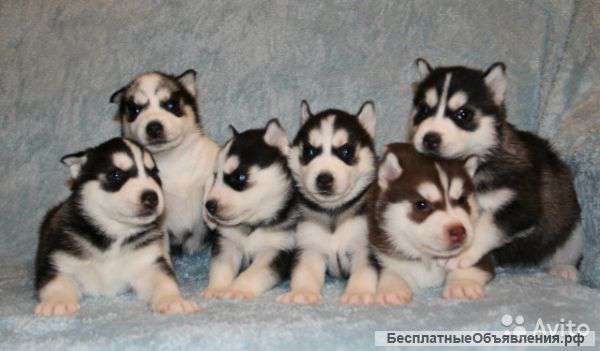 Щенки Хаски