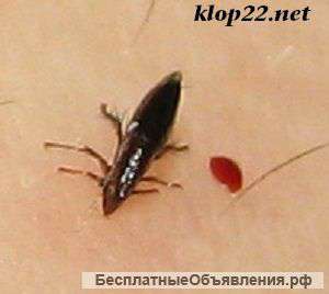 Уничтожение клопов - профессионально