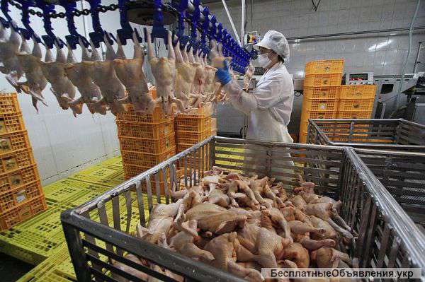 Куринная фабрика