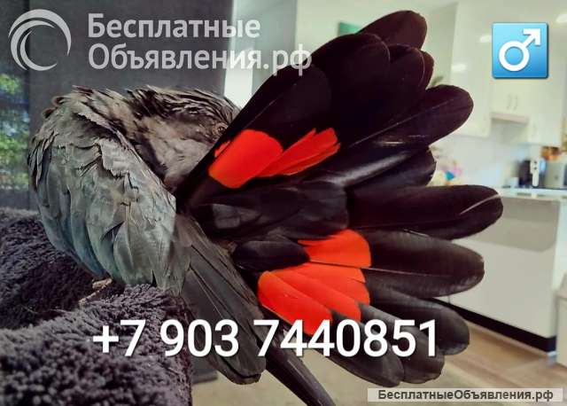 Траурный какаду Бэнкса, или краснохвостый траурный какаду (Calyptorhynchus banksii) птенцы