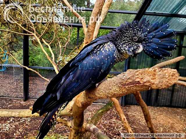 Траурный какаду Бэнкса, или краснохвостый траурный какаду (Calyptorhynchus banksii) птенцы