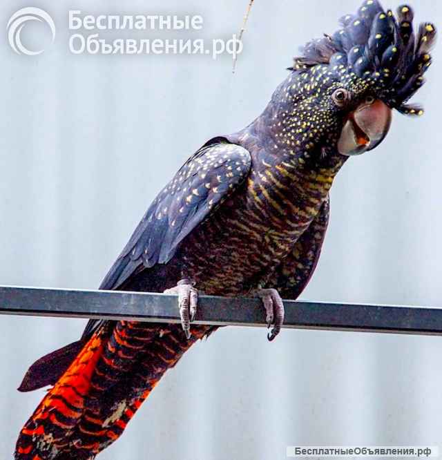 Траурный какаду Бэнкса, или краснохвостый траурный какаду (Calyptorhynchus banksii) птенцы