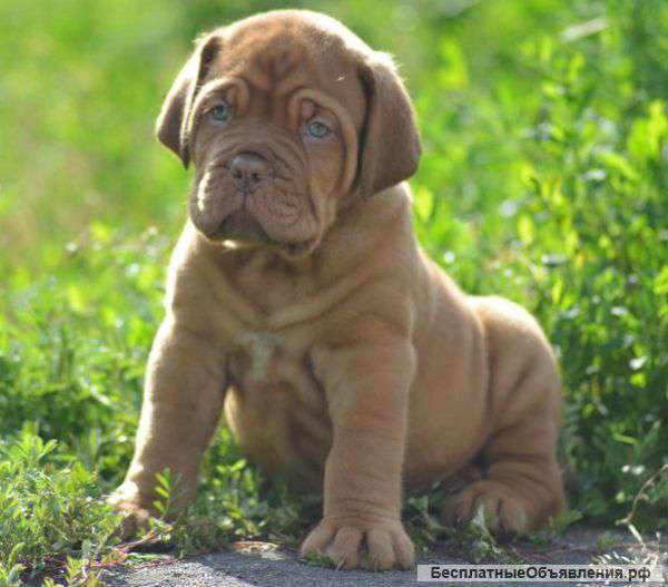Щенки Бордоского дога импортные крови