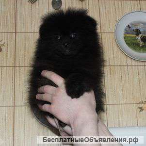 Померанского щенка щенки