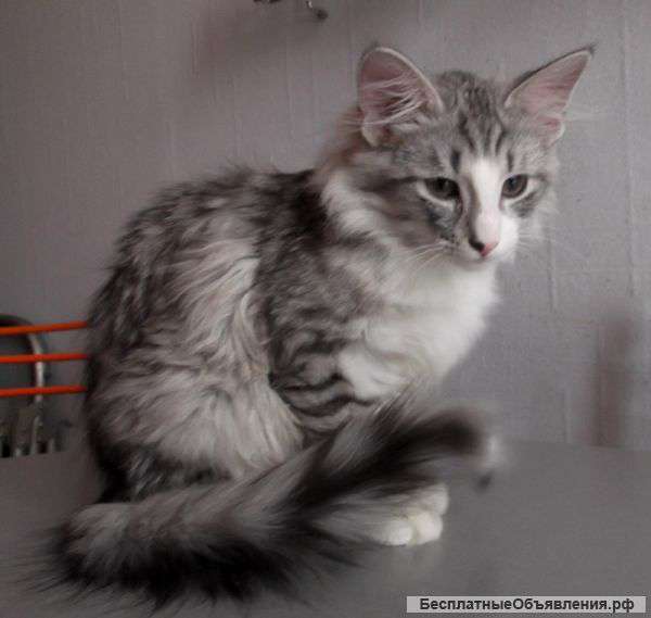 Клубные Норвежские лесные котята