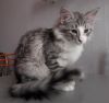 Клубные Норвежские лесные котята