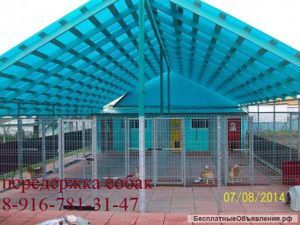 Передержжка собак в собственном доме