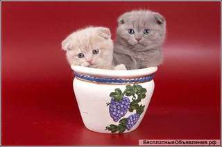 Клубные котята