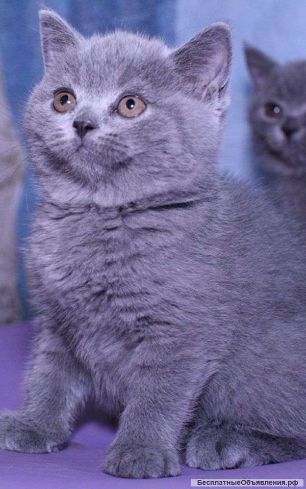 Британский котик от тяжеловеса(питомник)