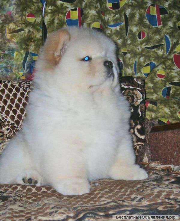 Щенки Чау чау,д/ш и смуфы