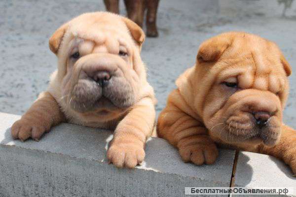 Щенки шар-пея из питомника
