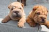 Щенки шар-пея из питомника