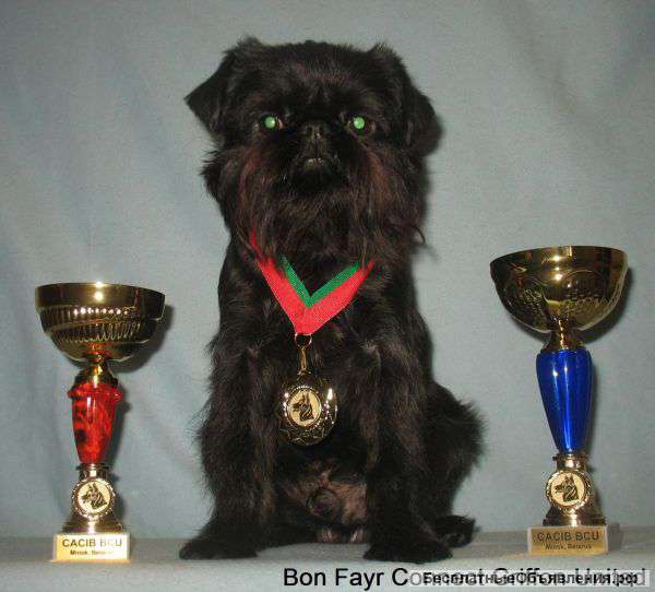 Щенок бельгийского гриффона