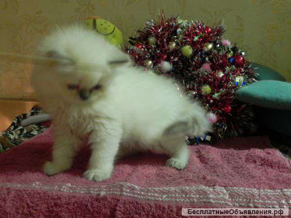 Шотландские кошечки