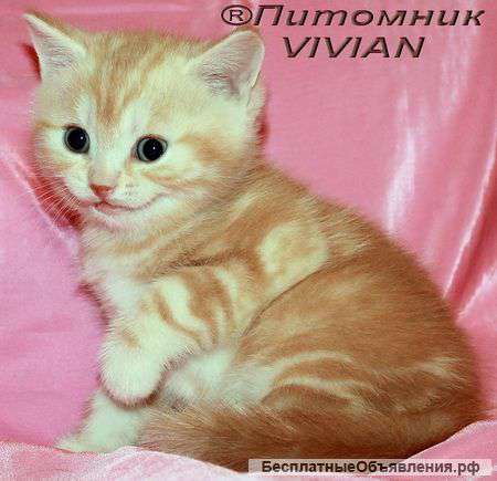 Британские котята красный мрамор из питомника VIVIAN