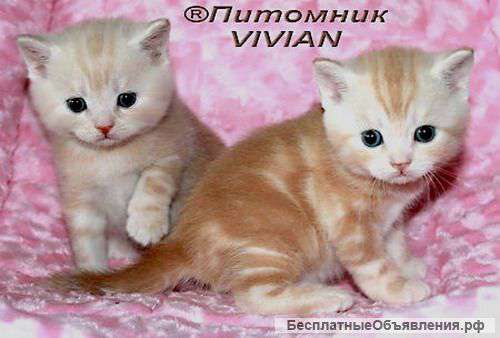 Британские котята красный мрамор из питомника VIVIAN