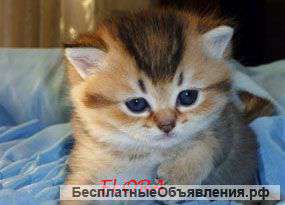 Британские золотые шиншиллы