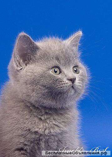 Голубые британские котята