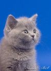 Голубые британские котята