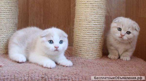 Шотландские кремовые кошечки