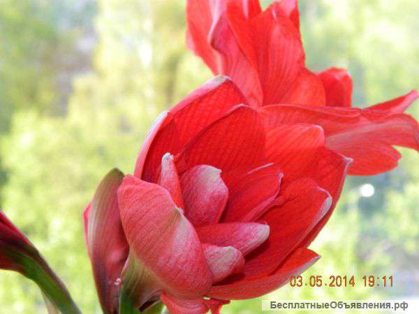 Гиппеаструм амариллис