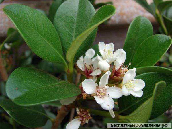 Растение рафиолепис