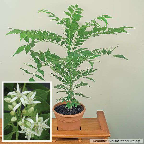 Кенига муррайя