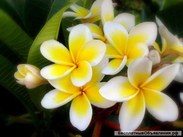 Плюмерия взрослые растения и подросшие