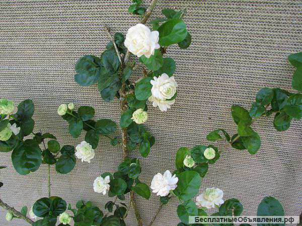 Жасмин - Гран-Дюк