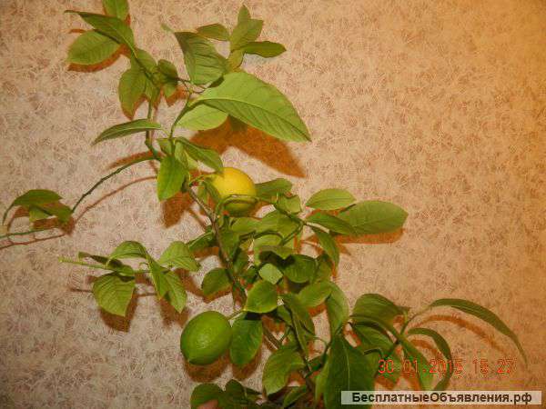Лимон дерево