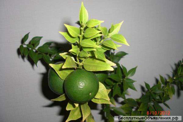 Миртифолия