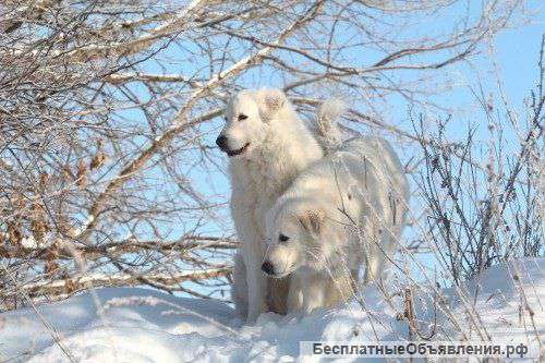 Маремма Щенки итальянской пастушьей собаки