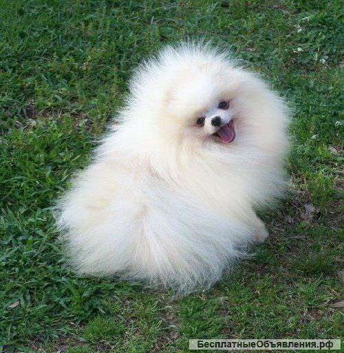 Шпиц чисто белый шикарно одет миник щенок
