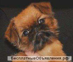 Брюссельский гриффон, сука шоу класса