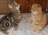 Котята шотландцы, британцы в Москве 6 мраморных окрасов из питомника Его Величество Мрамор
