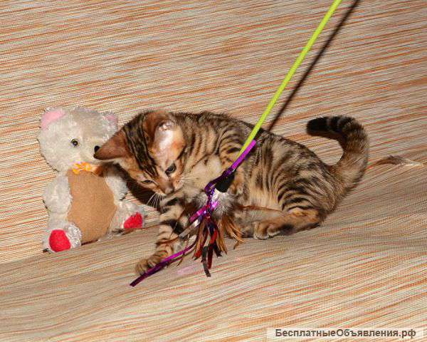 Бенгальские котята лучший выбор