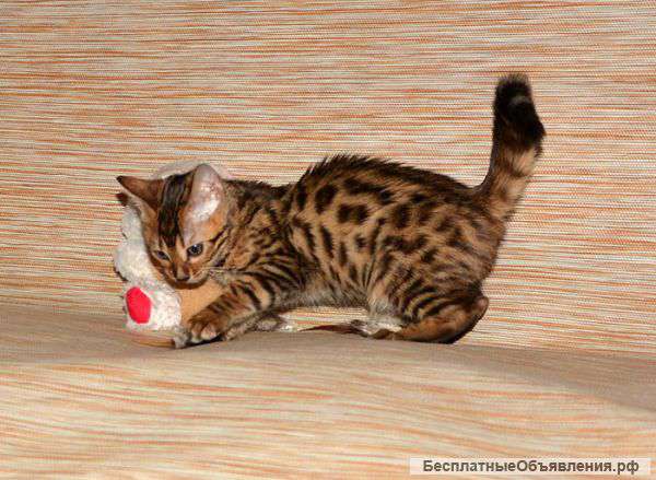 Бенгальские котята лучший выбор