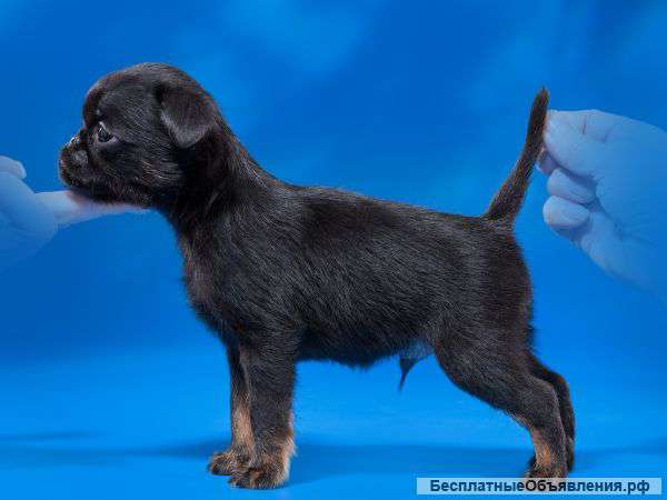 Щенка брабансона