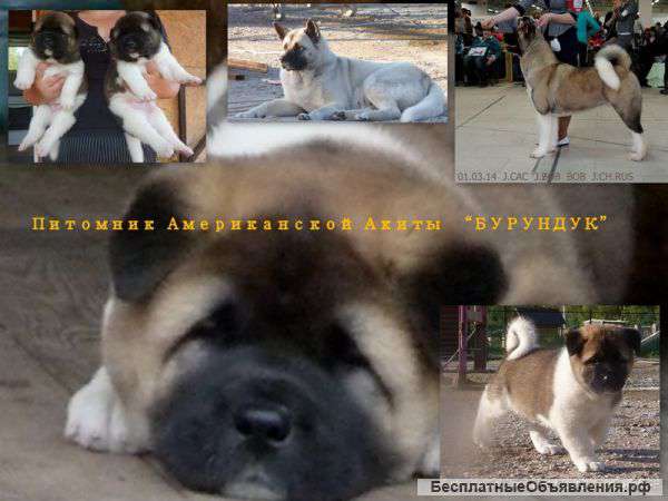 Акита американская девочки