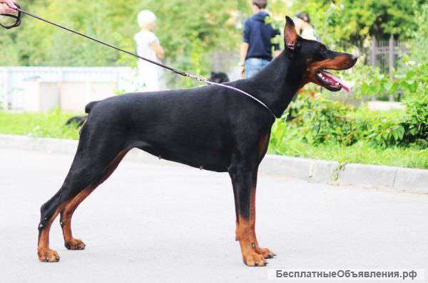 Щенки добермана