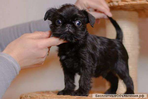 Щенки Бельгийского гриффона