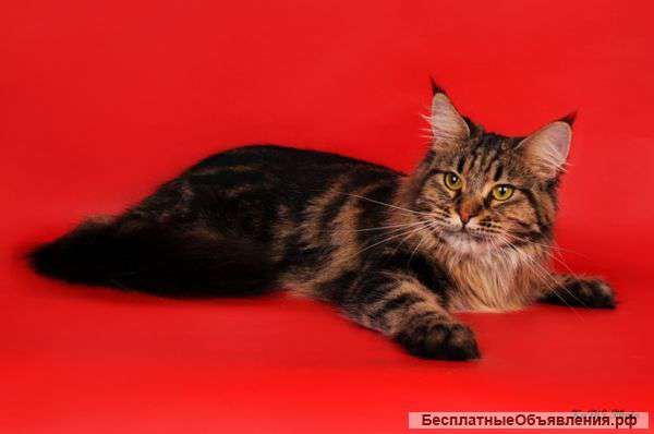 Кошечка Менй Кун