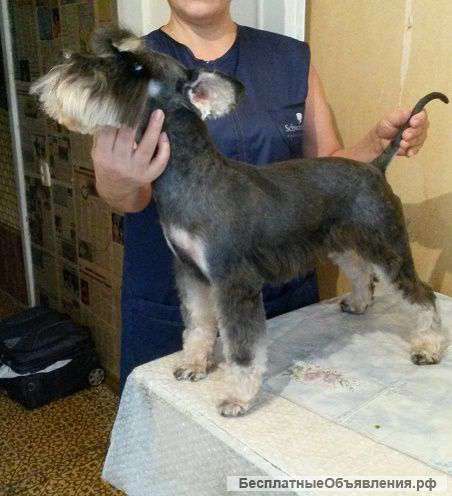 Стрижка собак и кошек без наркоза