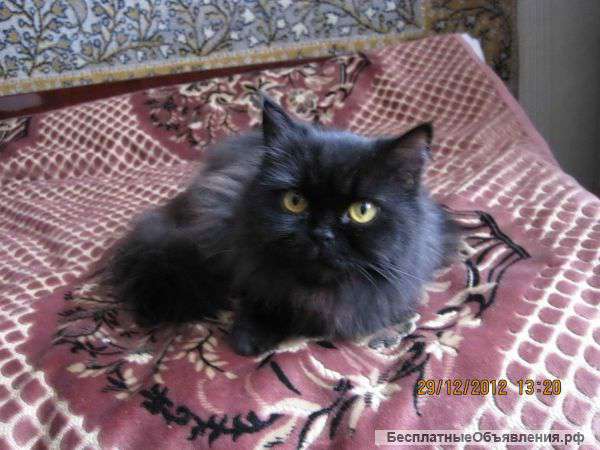Передержка кошек в домашних условиях