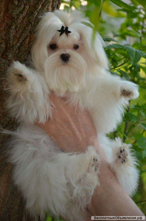 Щенок мальтезе - баловен для вашей семьи