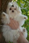 Щенок мальтезе - баловен для вашей семьи